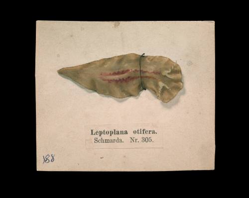 Leptomplana otifera