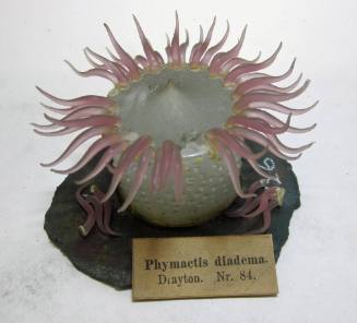 Phymactis diadema