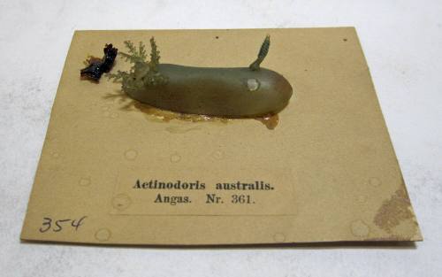 Actinodoris australia