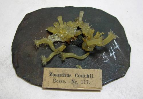 Zoanthus Couchii