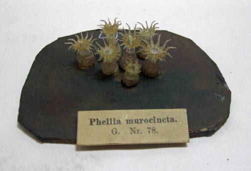 Phellia murocincta