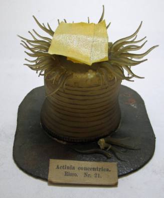 Actinia concentrica