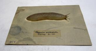 Vaginulus occidentalis