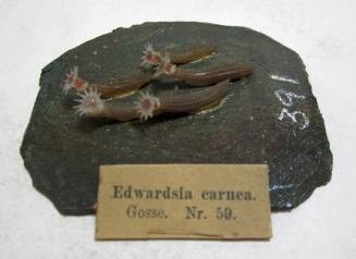 Edwardsia carnea