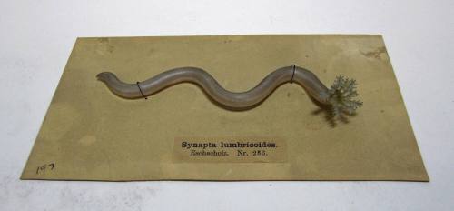 Snapta lumbricoides