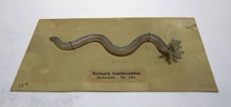 Snapta lumbricoides