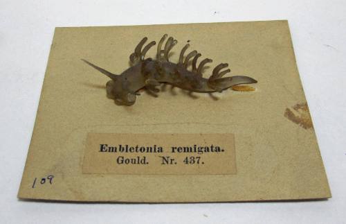 Embletonia remigata