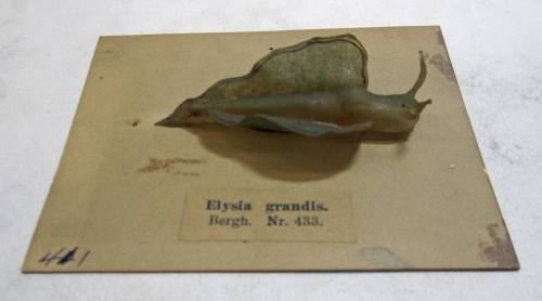 Elysia grandis