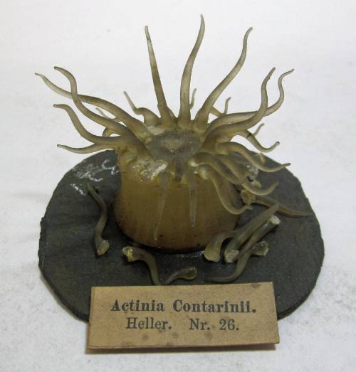 Actinia Contarinu