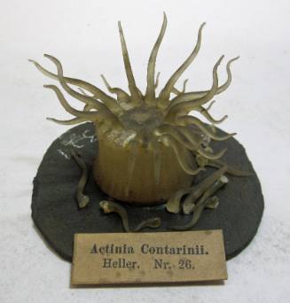 Actinia Contarinu