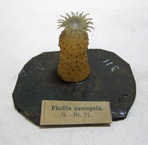 Phellia gausapata