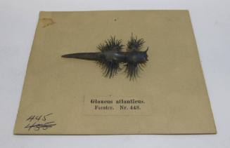 Glaucus ailanticus