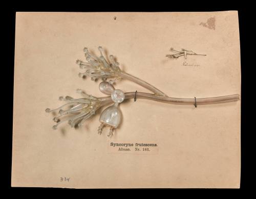 Syncoryne frutescens