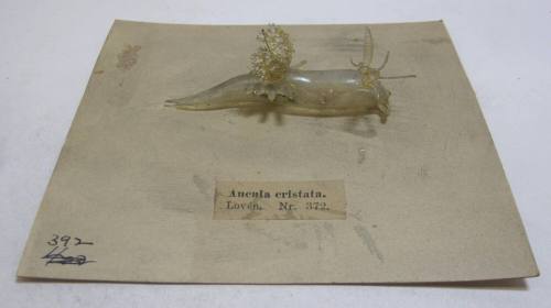 Ancula cristata