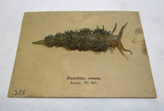 Flabellina Newcombi