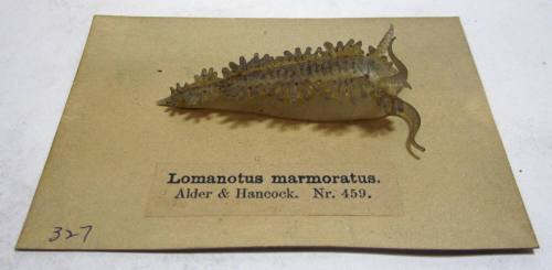 Lomanotus marmoratus