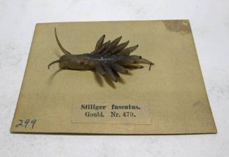 Stiliger fuscatus