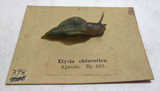 Elysia chlorotica