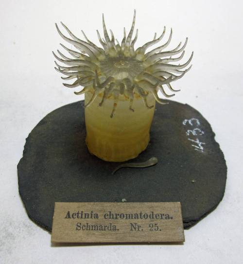 Actinia chromatodera